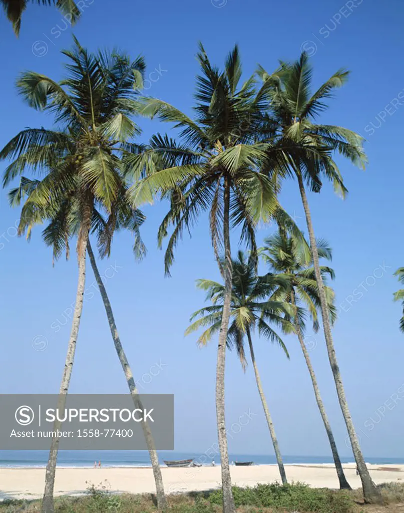 India, Goa, Colva Beach,  Palm beach   Asia, South Asia, sandy beach, beach, palms, symbol,  Suns, sunbath, recuperation, relaxation, tourism, destina...