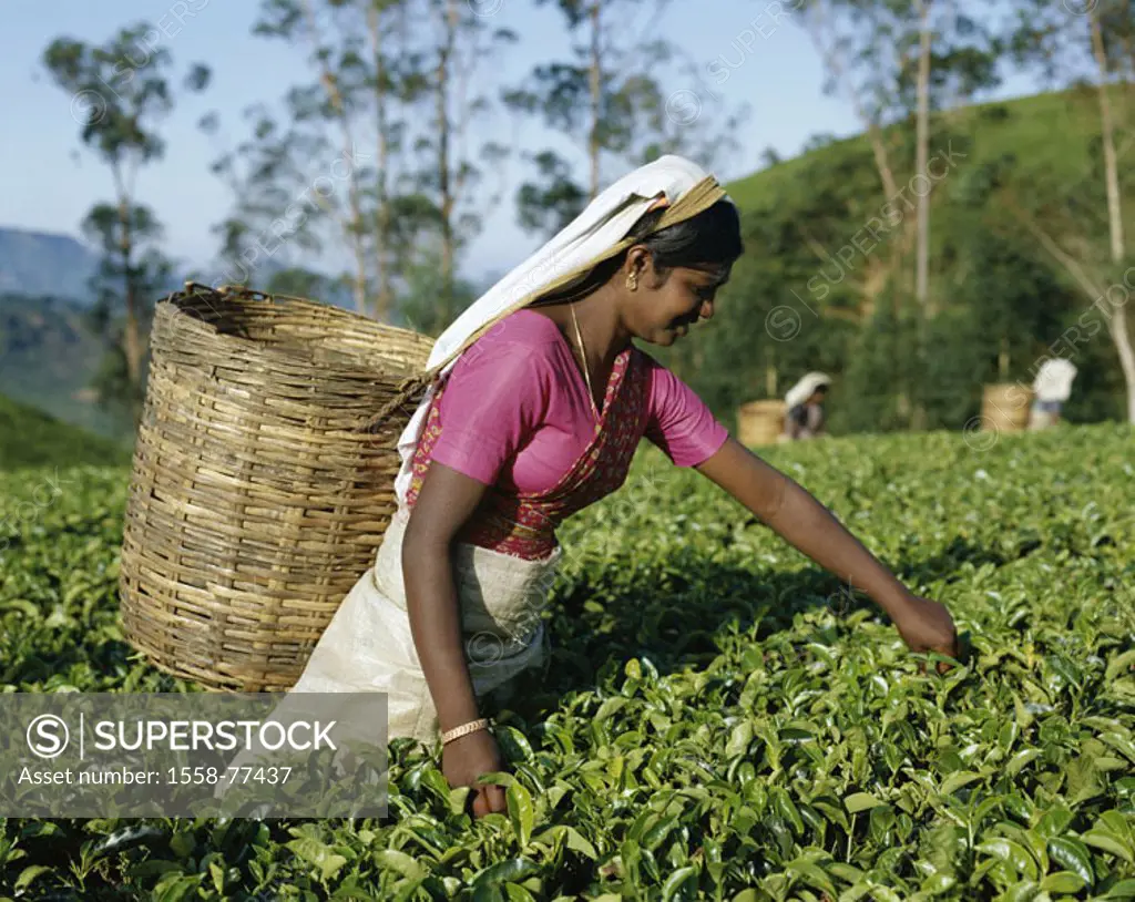 Sri Lanka, Nuwara Eliya, Teeplantage, Teepflückerin  Asia, South Asia, highland, plantation, cultivation, tea, Teepflanzen, woman, natives, worker, Te...