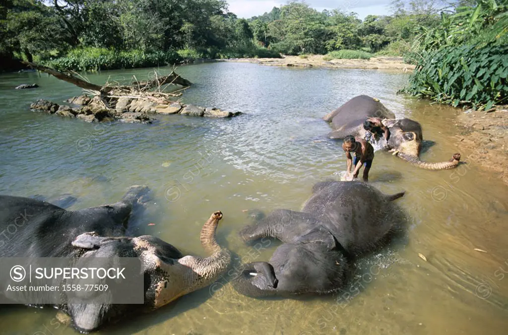 Sri Lanka, Pinawela, Elefanten-Waisenhaus, River, Elefantenbad,  Asia, South Asia, close to Kandy, orphanage for elephants, waters, Oyafluss, Maha Oya...