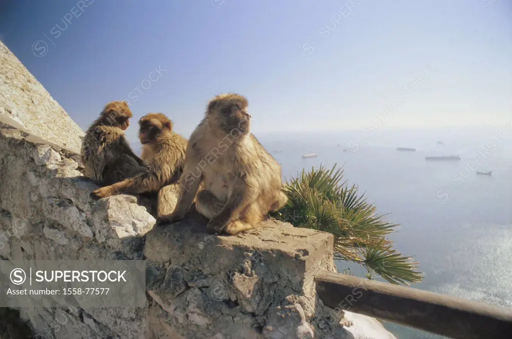 Gibraltar, Upper skirt Nature reserve,  Berber monkeys, Macaca sylvanus,  Europe, Iberian peninsula, law lime rocks, lime rocks, Englische Kronkolonie...
