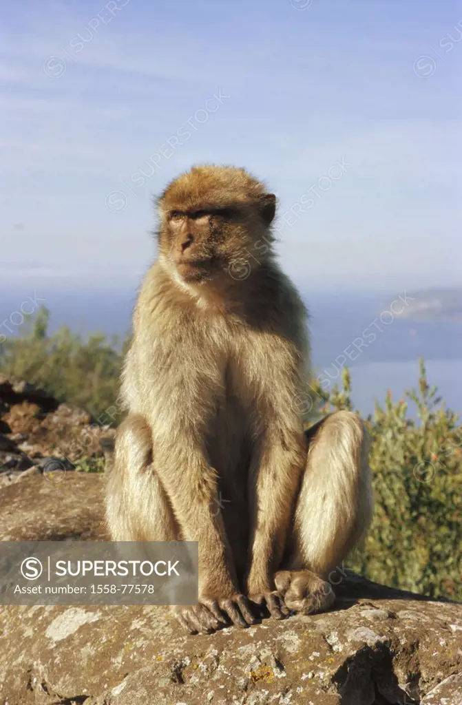 Gibraltar, Upper skirt Nature reserve,  Berber monkey, Macaca sylvanus,  Europe, Iberian peninsula, law lime rocks, lime rocks, Englische Kronkolonie,...