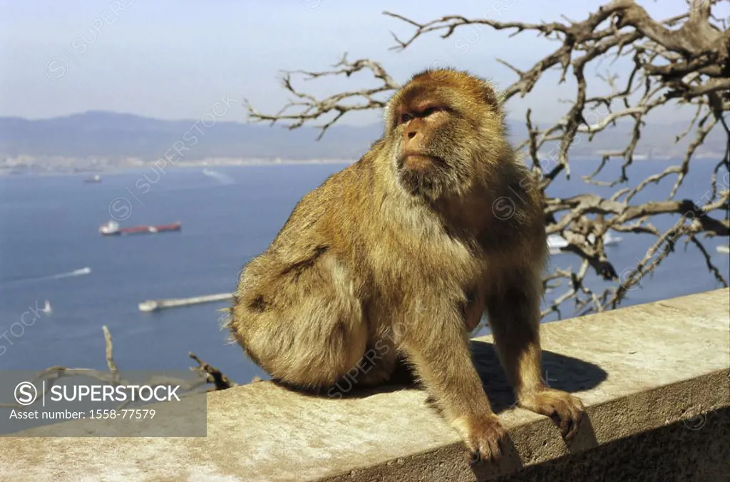 Gibraltar, Upper skirt Nature reserve,  Berber monkey, Macaca sylvanus,  Europe, Iberian peninsula, law lime rocks, lime rocks, Englische Kronkolonie,...