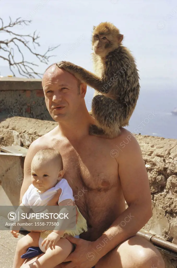 Gibraltar, Upper skirt Nature reserve,  Berber monkey, Macaca sylvanus, man,  Shoulder, sitting, baby, holding, no mr! Europe, Iberian peninsula, law ...