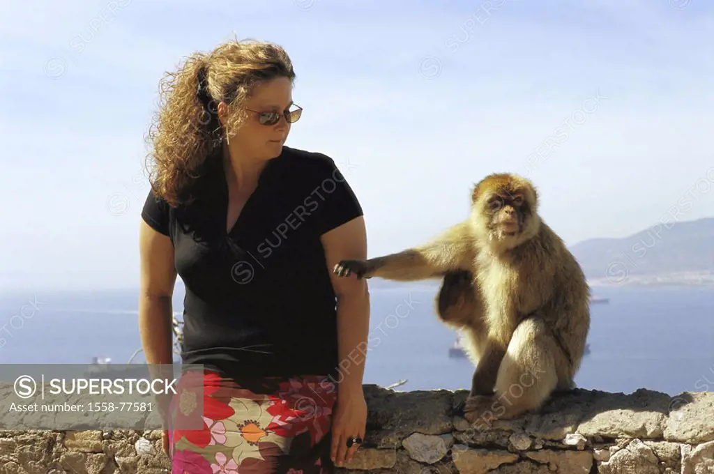 Gibraltar, Upper skirt Nature reserve, Berber monkey, Macaca sylvanus, curious, Woman, Europe, Iberian peninsula, law lime rocks, lime rocks, Englisch...