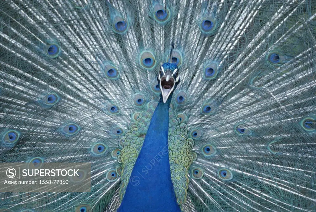 Peacock, Pavo cristatus, male, performs courtship display, wheel, detail, beat  Wildlife, animal, bird, hen birds, Fasanenartige, Pavoninae, real peac...