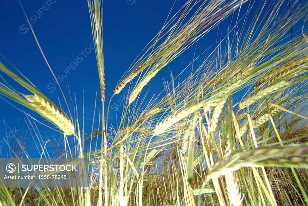 Grain heads   Agriculture, field economy, grain field, cultivation, grains, grain cultivation, culture plant, useful plant, growth, harvest, profit, h...