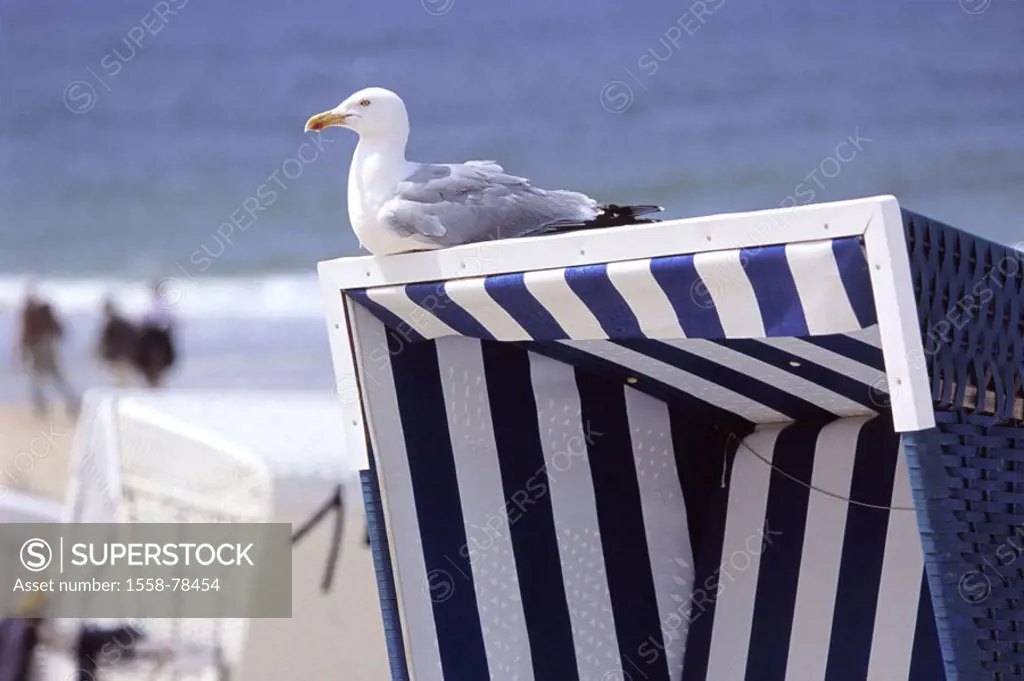 Germany, North sea, Sylt,  Wenningstedt, beach, wicker beach chair,  Detail, seagull,  Northern Germany, Schleswig-Holstein, North Frisian islands, is...