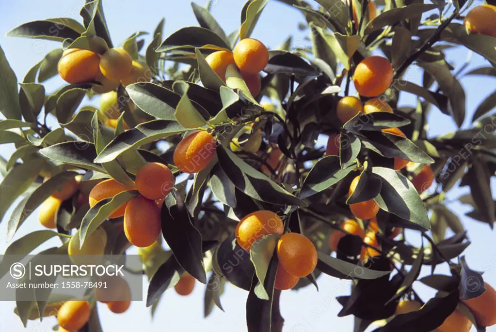 Kumquat, high trunk, detail,  Fruits, abandoned,   Plant, citric plant, rhombus plant, Fortunella, citrus fruits, South fruits, edible, bitter, acid, ...