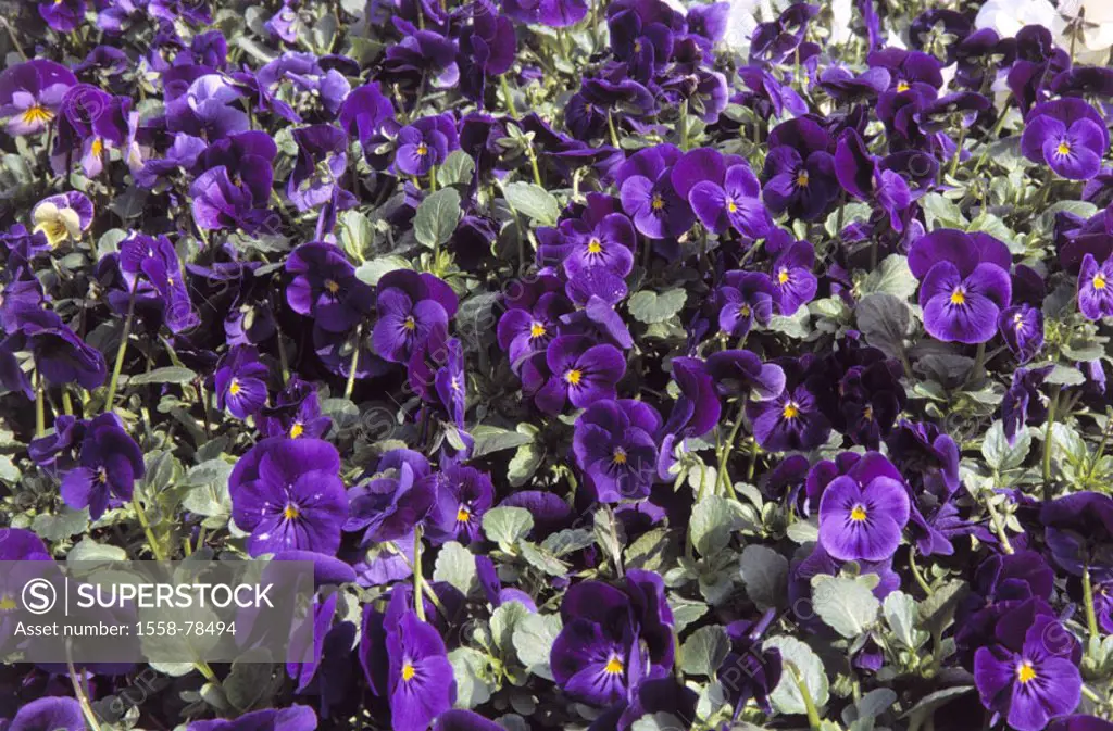 Horn violet, viol cornuta,  violet   Garden, spring, plants, flowers, in the spring flowers, violet, violet plants, Violaceae, Dunkelkeimer, viol, blo...