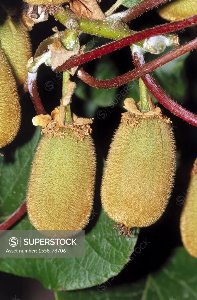 Kiwi shrub, Actinidia chinensis, branches,  Kiwis  Nature, botany, plant, shrub, Chinese radiation slate pencil, fruit shrub, fruit, fruits, berry fru...