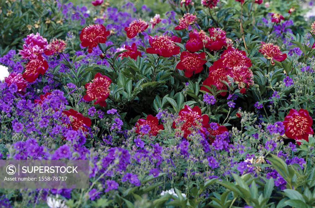 Flower bed, peonies, Päonie spec.,  Wild hollyhocks, hollyhock silvestris, blooms,  Detail Is in store garden, bed, plants, flowers, ornament flowers,...