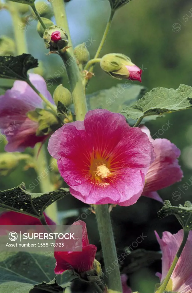 Rose mallow, Alcea rosea, detail, blooms,  pink  Botany, plant, flower, ornamental plant, hollyhock plant, buds, petals, delicately, finely, stamens, ...