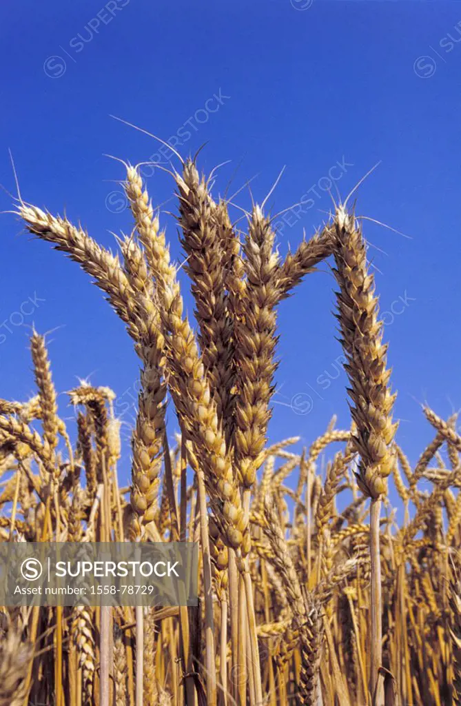 Grain heads, wheat, Triticum aestivum   Agriculture, field economy, wheat field, grain field, cultivation, grains, grain cultivation, seed wheat, cult...