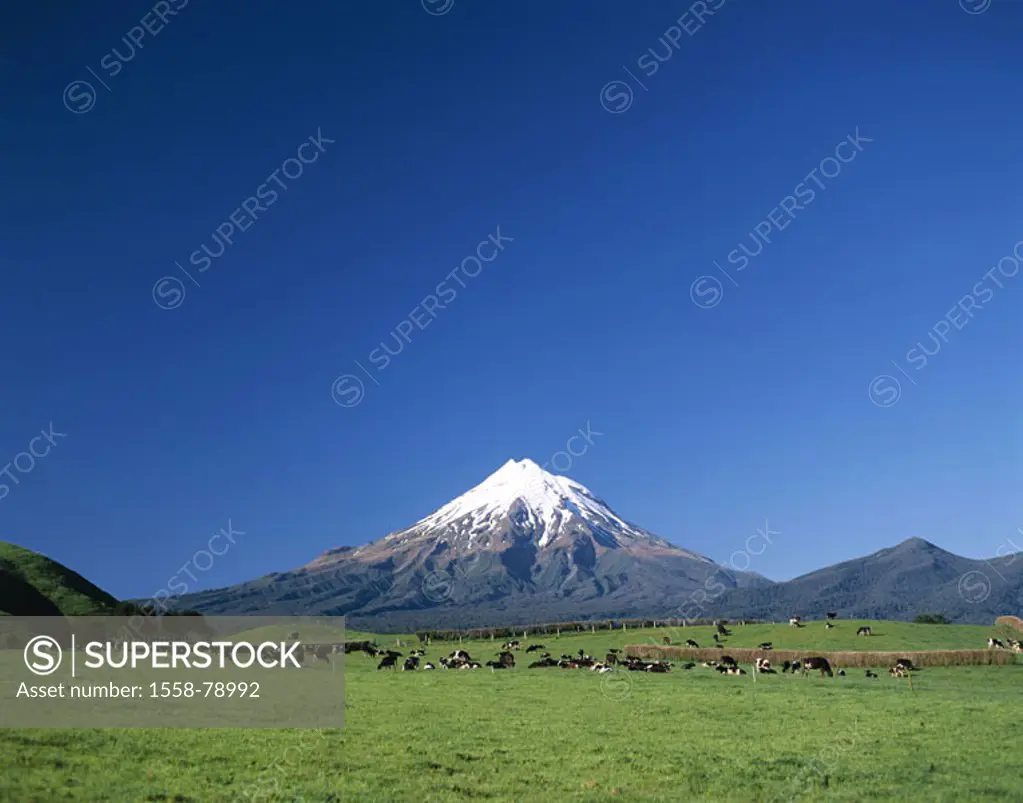 New Zealand, North island, Taranaki,  Egmont Nationalpark park, Mount Egmont, 2518 m highland, landscape, pasture, meadow, cows, mountain, volcano Tar...