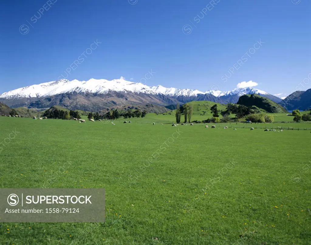 New Zealand, South island, Wanaka,  Southern Alps Mountain position, meadow, Sheep highland, mountains, mountains, summits, snow-covered, Pasture, far...