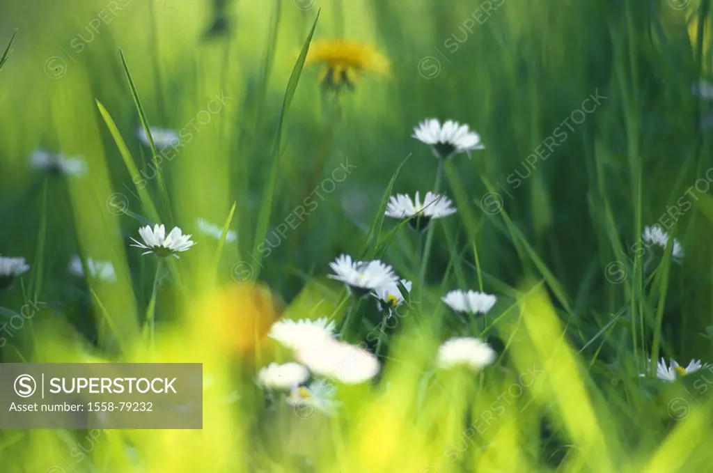 Meadow, flowers, fuzziness   Nature, botany, vegetation, grass, grasses, plants, flowers, dandelion, daisy, blooms, blooms, yellow, white, color mood ...