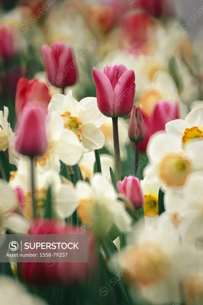 Flower bed, tulips, daffodils, blooms,  Fuzziness  Garden, bed, flowers, blooms, differently, bloom sea, bloom splendor, season, spring, spring, in th...