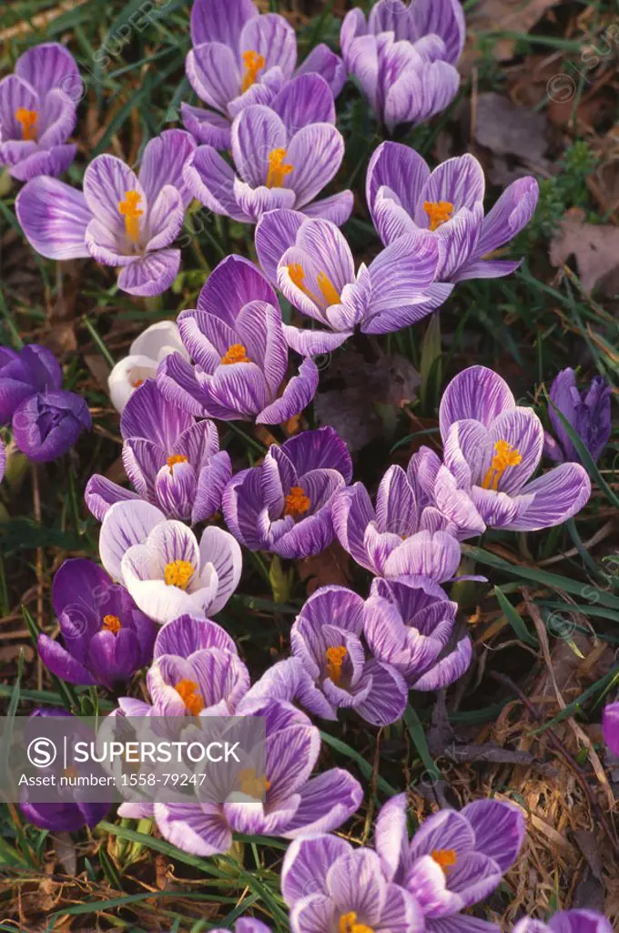 Garden, crocuses, blooms, different   Nature, botany, plant, flowers, iris plants, Frühjahrsblüher, in the spring flowers, season, spring, spring, in ...