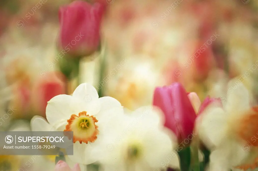 Flower bed, daffodils, tulips, blooms,  Detail, fuzziness,  Garden, flowers, blooms, jonquils, season, spring, spring, in the spring flowers, in the s...