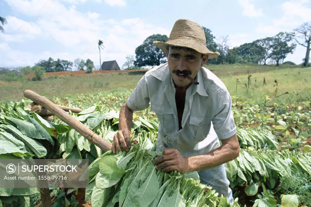 Cuba, Valle de Vinales, Tabakplantage, Workers, tobacco harvest,  Central America, close to Pinar Del Rio, plantation, cultivation tobacco tobacco-pla...