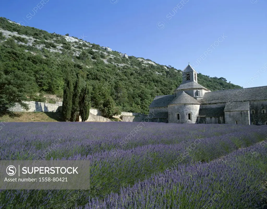 France, Provence, close to Gordes,  Zisterzienserabtei Senanque, 12. Jh.,  Lavender field, detail,  Europe, South France, buildings, construction, clo...