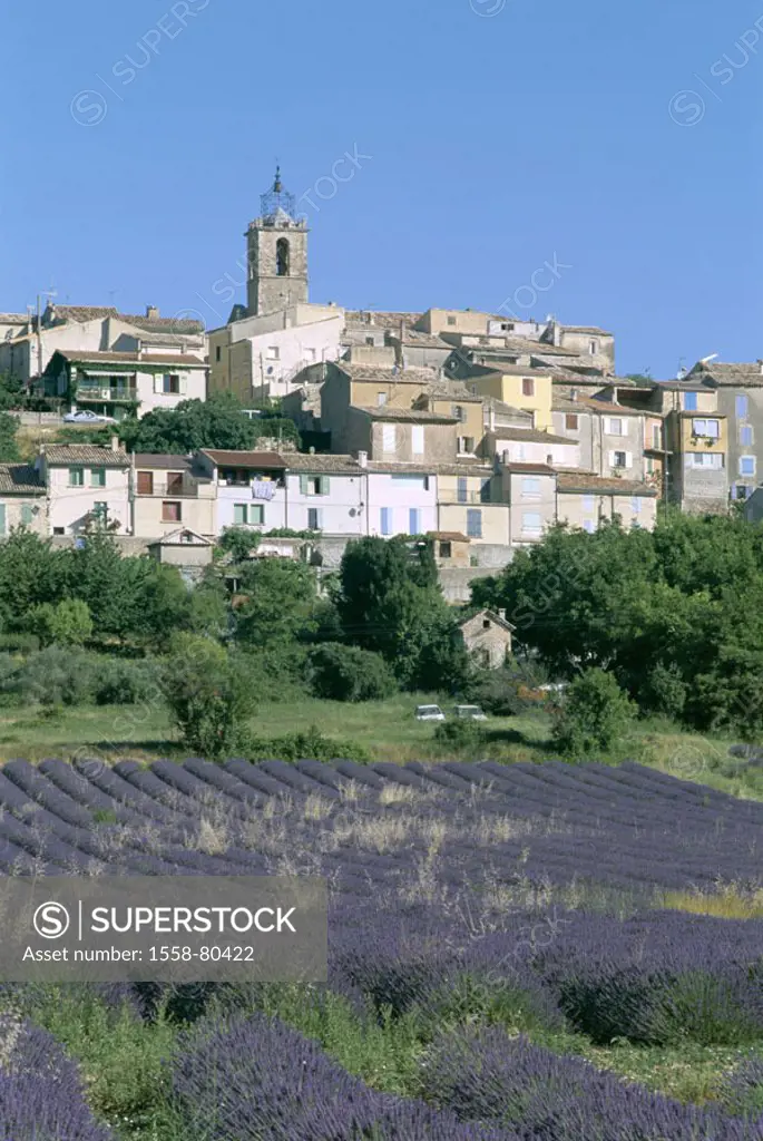 France, Provence, Puimoisson,  skyline, Lavendelfeld,   Europe, South France, plateau Vaucluse, place, houses, church, steeple, field, cultivation, la...