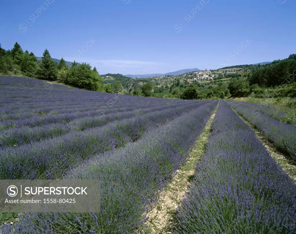 France, Provence, Aurel,  skyline, Lavendelfeld,  Detail  Europe, South France, village, place, mountain village, houses, monument protection, field, ...