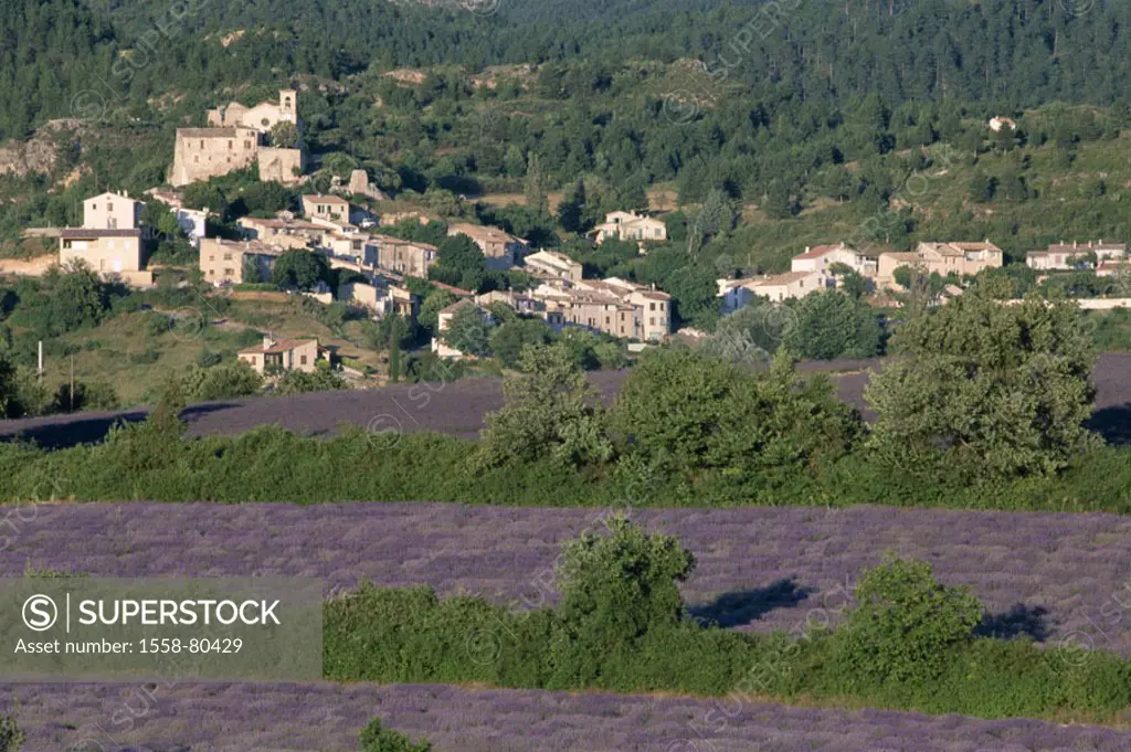 France, Provence, St. Jurs,  skyline, lavender fields,   Europe, South France, village, place, Saint-Jurs, houses, fields, cultivation, lavenders, agr...