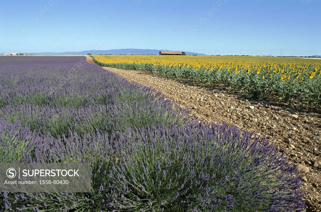 France, Provence, Valensole,  Field landscape, Lavendelfeld,  Sunflower field  Europe, South France, landscape, fields, Rain, cultivation, lavenders, ...