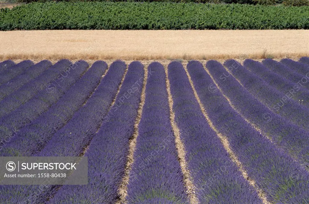 France, Provence, Saignon,  Field landscape, Lavendelfeld,  Wheat field, vineyard, detail  Europe, South France, fields, differently, cultivation lave...