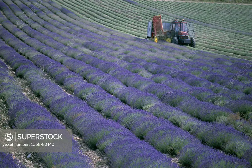 France, Provence, Ferrassieres,  Field landscape, Lavendelfeld,  Tractor, harvest,  Europe, South France, field, cultivation, lavenders, agriculture, ...