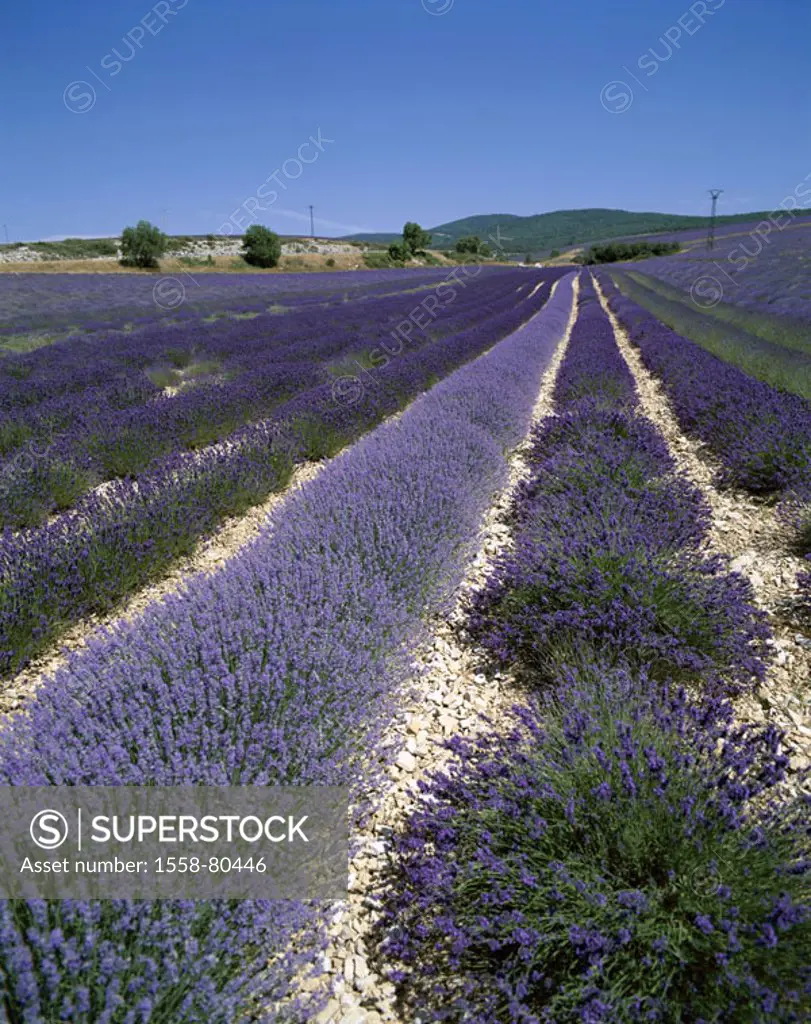 France, Provence, Ferrassieres,  Landscape, Lavendelfeld,   Europe, South France, field, rows, cultivation, lavenders, agriculture, economy, plants, u...