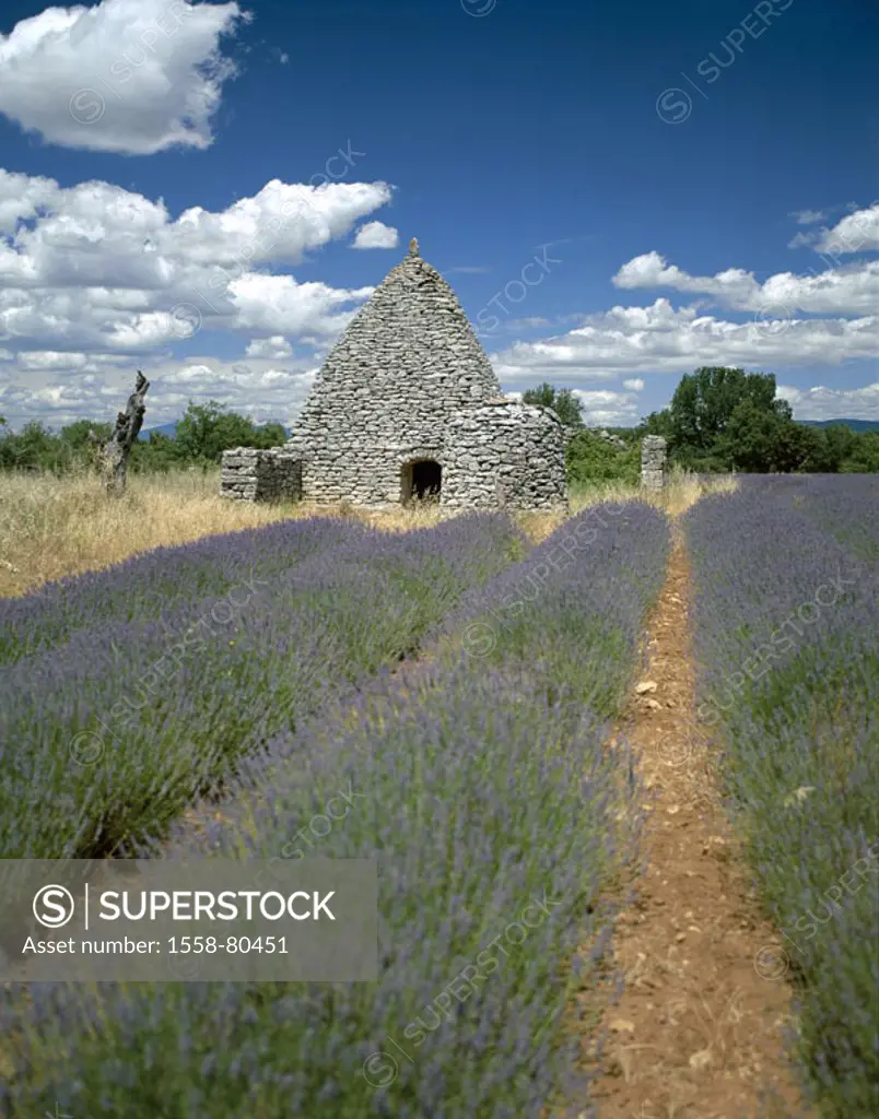 France, Provence, Luberon,  Lavender field, stone house, Borie   Europe, South France, landscape, field, rows, clouded sky, buildings, house, residenc...