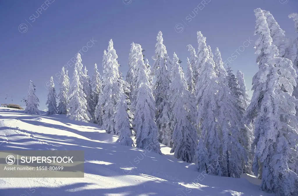 Forest, snow-covered, ski lift, winters,   winter sport region, Skigebiet, winter forest, trees, snow, cold, winter landscape, background T-bar lift e...