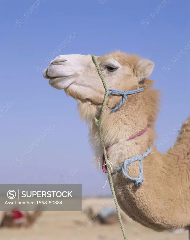 Tunisia, oasis Douz, camel, profile,   Africa, North Africa, Al-Djumhurijja at-Tunisijja, address informally, desert, Sahara, mount, usefulness animal...