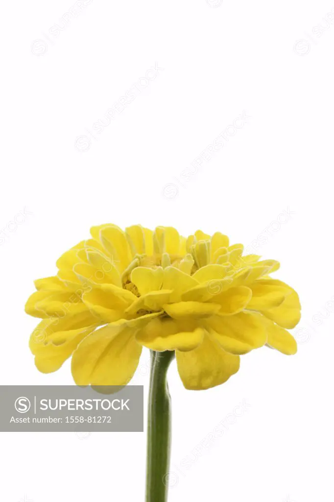 Zinnia, bloom, yellow   Plant, flower, Zinnia elegans, composites, summer flower, ornament flower, garden ornament flower, stalk, stems, flower stalk,...