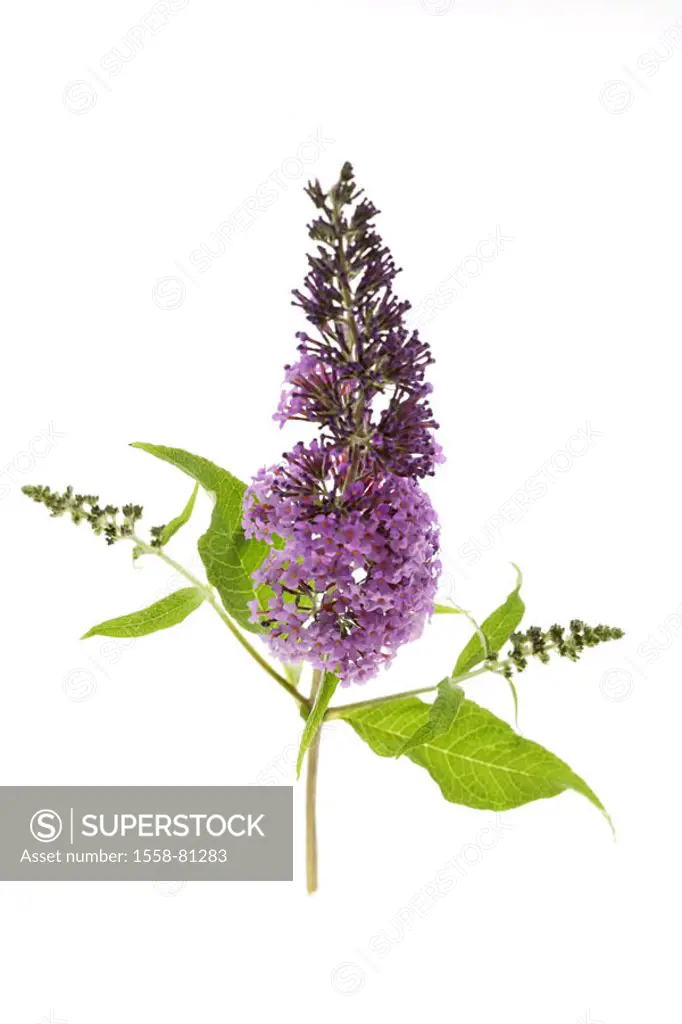 Summer lilacs, blooms, purple   Plant, shrub, ornament shrub, ornamental plant, garden ornamental plant, Buddleia, butterfly shrub, inflorescence, blo...