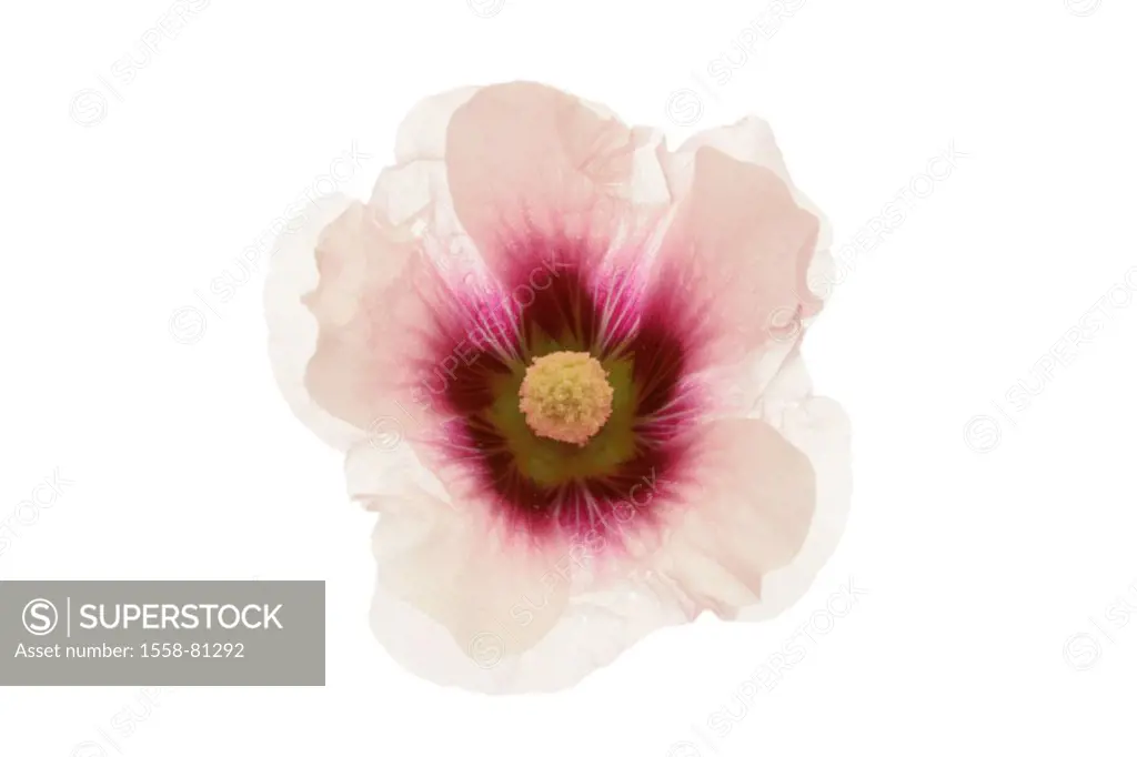 Rose mallow, bloom, three-colored   Plant, flower, ornament flower, hollyhock plant, Alcea rosea, bloom head, petals, transparency, tenderness, fine, ...