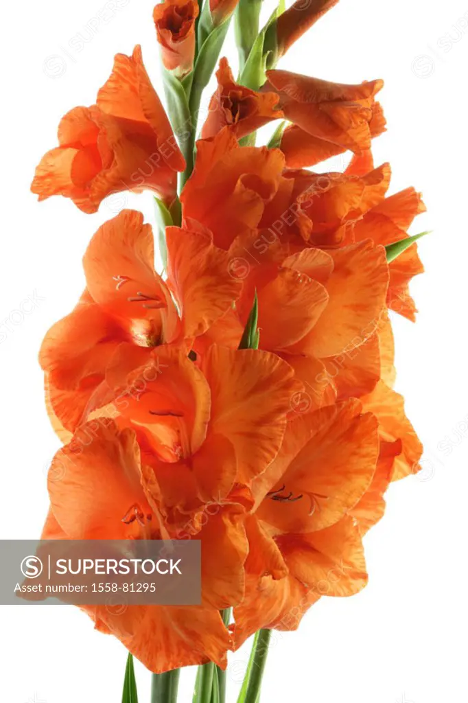 Gladioluses, detail, blooms, red,   Plants, flowers, ornamental plants, ornament flowers, garden flowers, garden ornament flowers, iris plant, Gladiol...