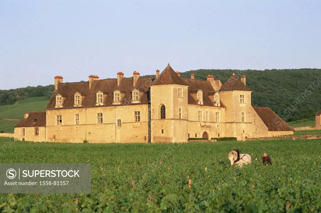 France, Burgundy, Cote d´Or,  Chteau de Clos Vougeot, vineyard,  Man, field work, horse, plow,  Europe, Bourgogne, wine-growing area, wine region, wi...