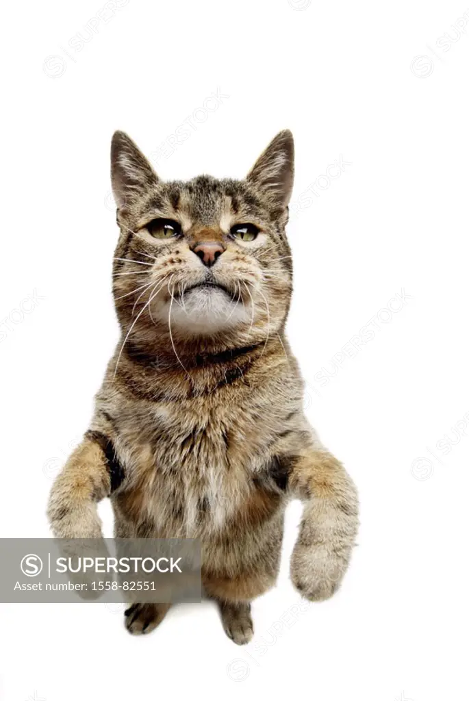 Cat, hind legs, standing   Series, animal, pet, house cat, fur, striped, soft, woolly, tiger cat, paws, gaze camera, interest, expression, sorrowfully...
