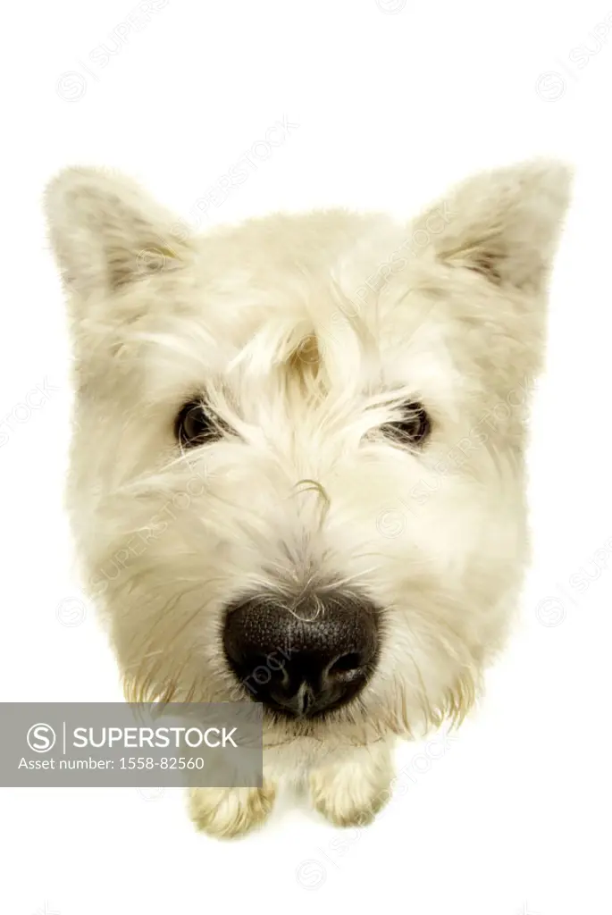 Dog, west Highland White terriers,  Mouth, muzzle, portrait, Fisheye,  Series, animal portrait, dog portrait, animal, pet, race dog, breed, fur, fur c...