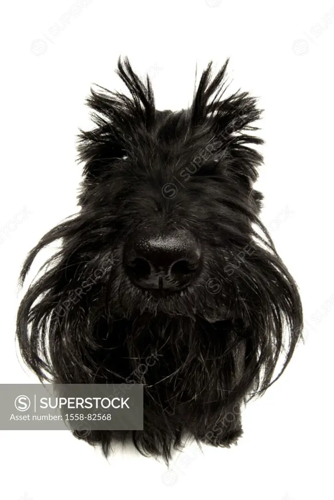 Dog, Scottish terriers, portrait, Fisheye,    Series, animal portrait, dog portrait, animal, pet, race dog, breed, scotch terriers, Scottish terrier, ...
