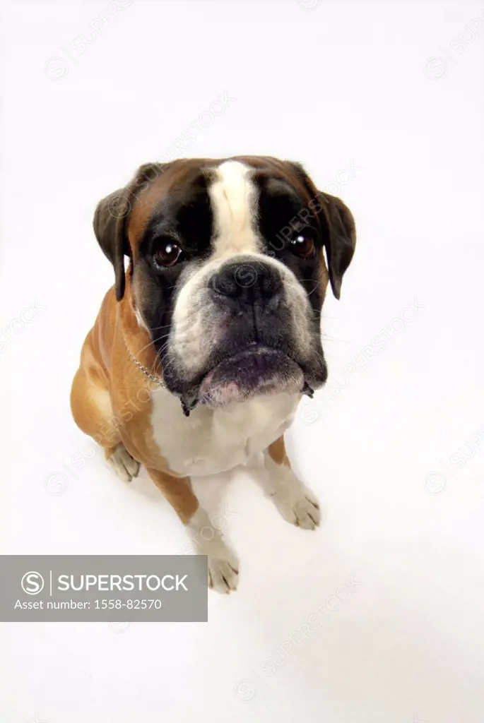 Dog, boxers,   Animal, pet, race dog, breed, house dog, accompanying dog, fur, short-haired, good, mannerly, obediently, sitting, attention, muzzle, d...