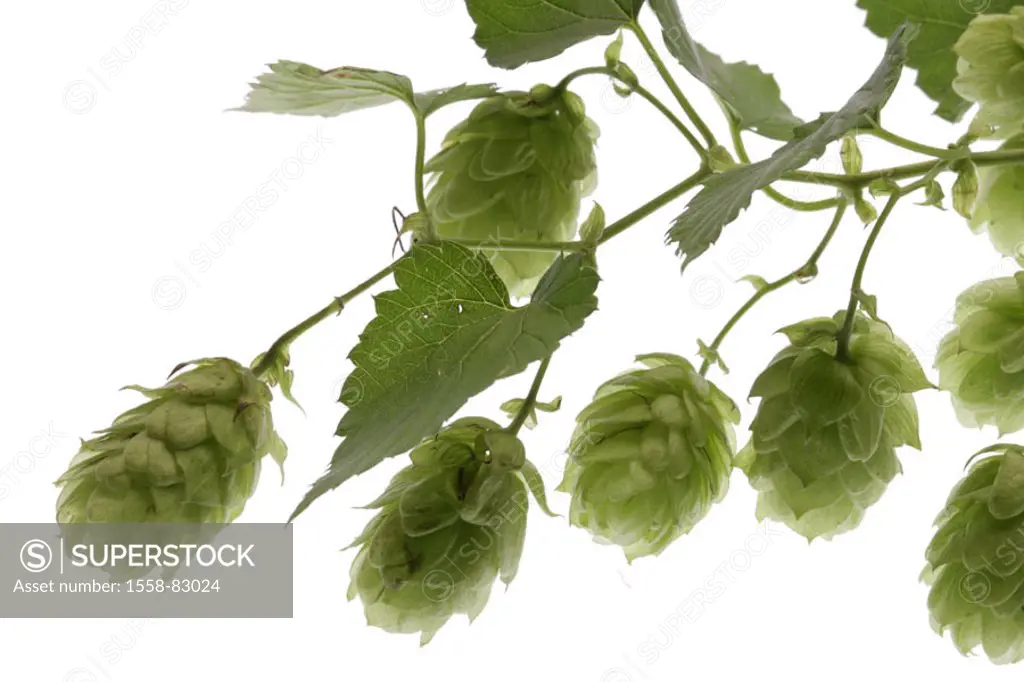 More awfully hop, Humulus lupulus,  Strobiles  Series, plant, hemp plant, Cannabaceae, hop umbels, umbels, taps, Hupfen, hop, Hoppen, inflorescence, h...