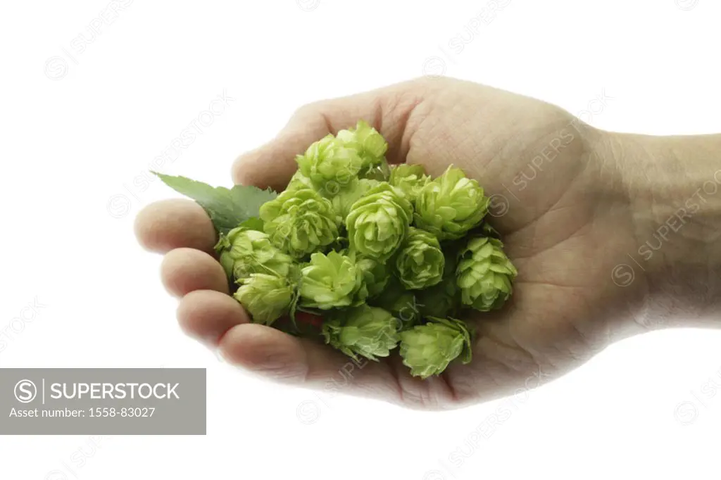 Hand, more awfully hop, Humulus lupulus,  Strobiles, holding  Series, plant, hemp plant, Cannabaceae, hop umbels, umbels, taps, Hupfen, hop, Hoppen, i...