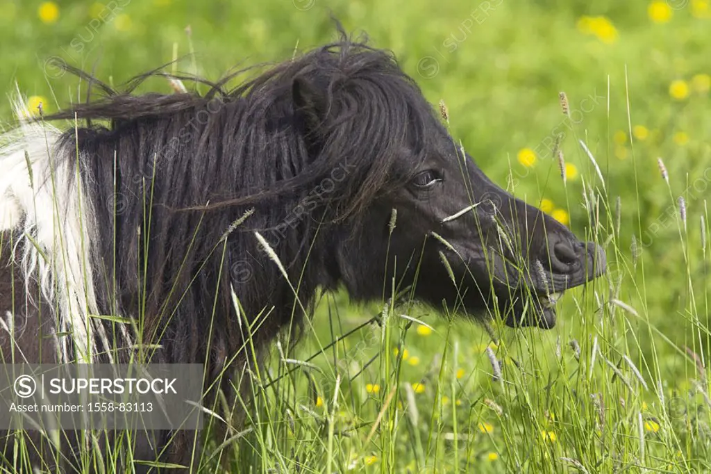 Meadow, grasses, Shetland pony, cattle,  Profile  Nature, pasture, animal portrait, animal, mammal, Un, usefulness animal, mount, horse, horse race, s...