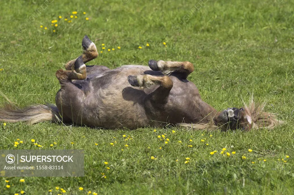 Meadow, Shetland pony, rolls   Nature, pasture, animal, mammal, Un, usefulness animal, mount, horse, horse race, small horse, Shetlandpony, fur, fur c...