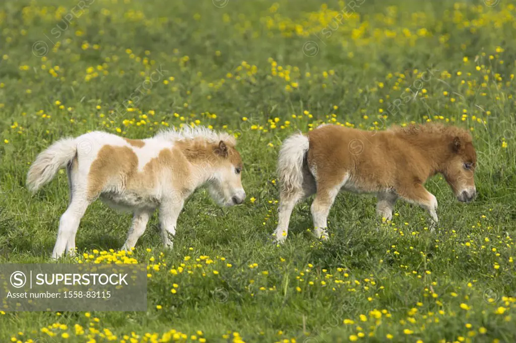 Meadow, Shetland ponies, foals, cattle   Nature, pasture, animals, mammals, Un, farm animals, mounts, horses, horse race, small horses, Shetlandponys,...