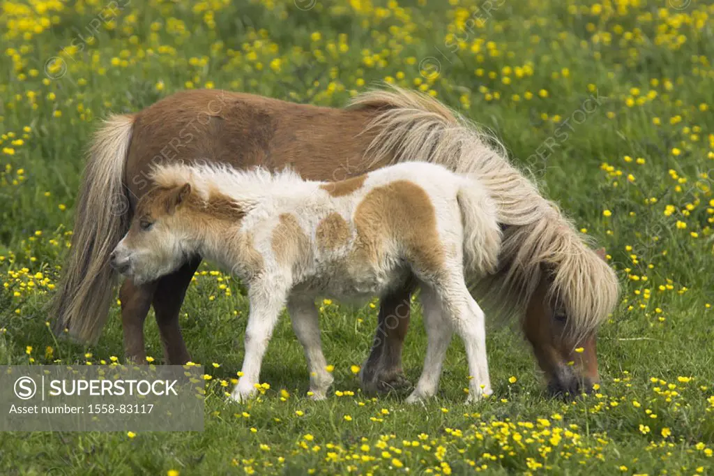 Meadow, Shetland ponies, mare, foals,  cattle  Nature, pasture, animals, mammals, Un, farm animals, mounts, horses, horse race, small horses, Shetland...